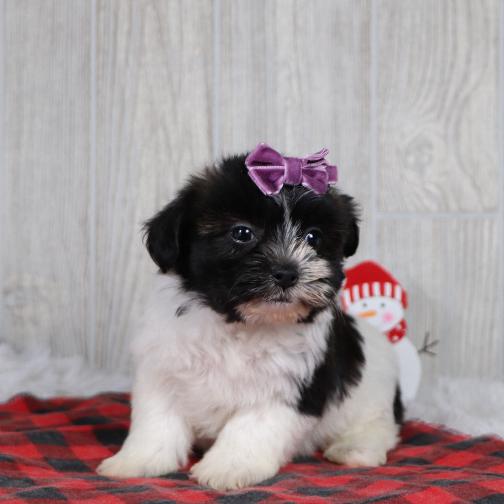 Selina - Available 12/31