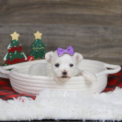 Sennet - Available 1/8