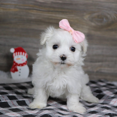 Sennet - Available 1/8