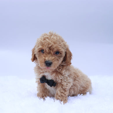 Seth - Available 9/10