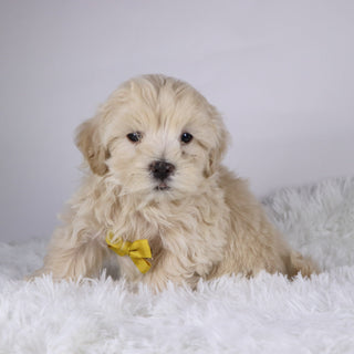 Shane - Available 11/26