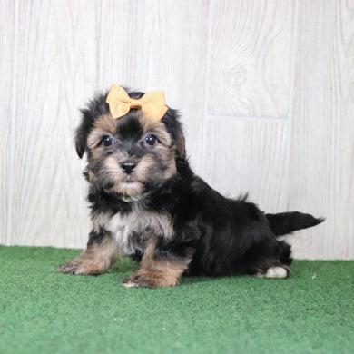 Sharla - Available 5/14