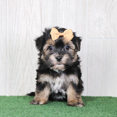 Sharla - Available 5/14