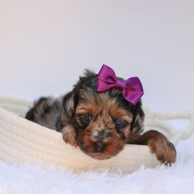 Sharla - Available 8/27