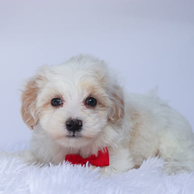 Shaun - Available 9/10