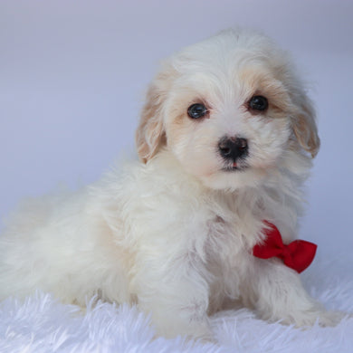 Shaun - Available 9/10