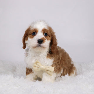 Shaw - available 11/19