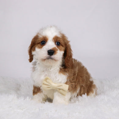 Shaw - available 11/19