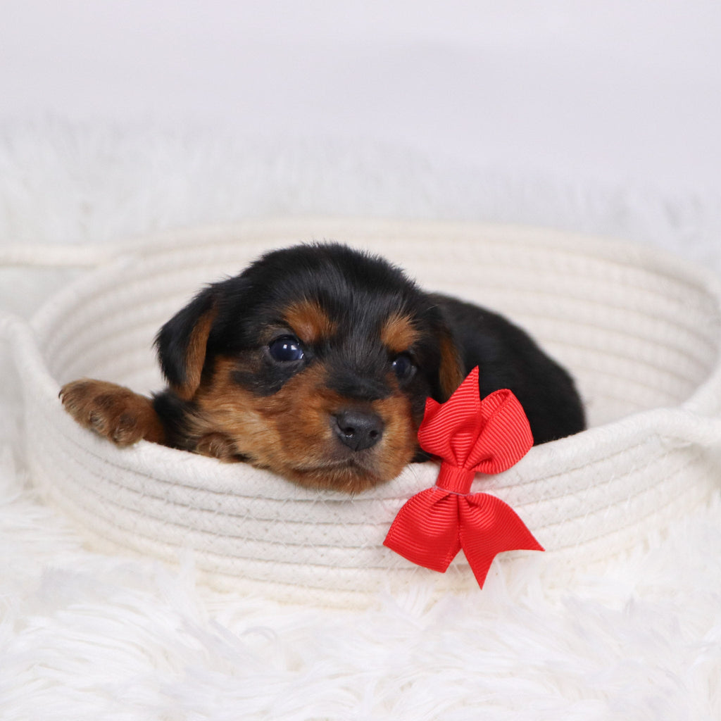 Shay - Available 12/17