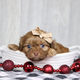 Sheba - Available 1/14