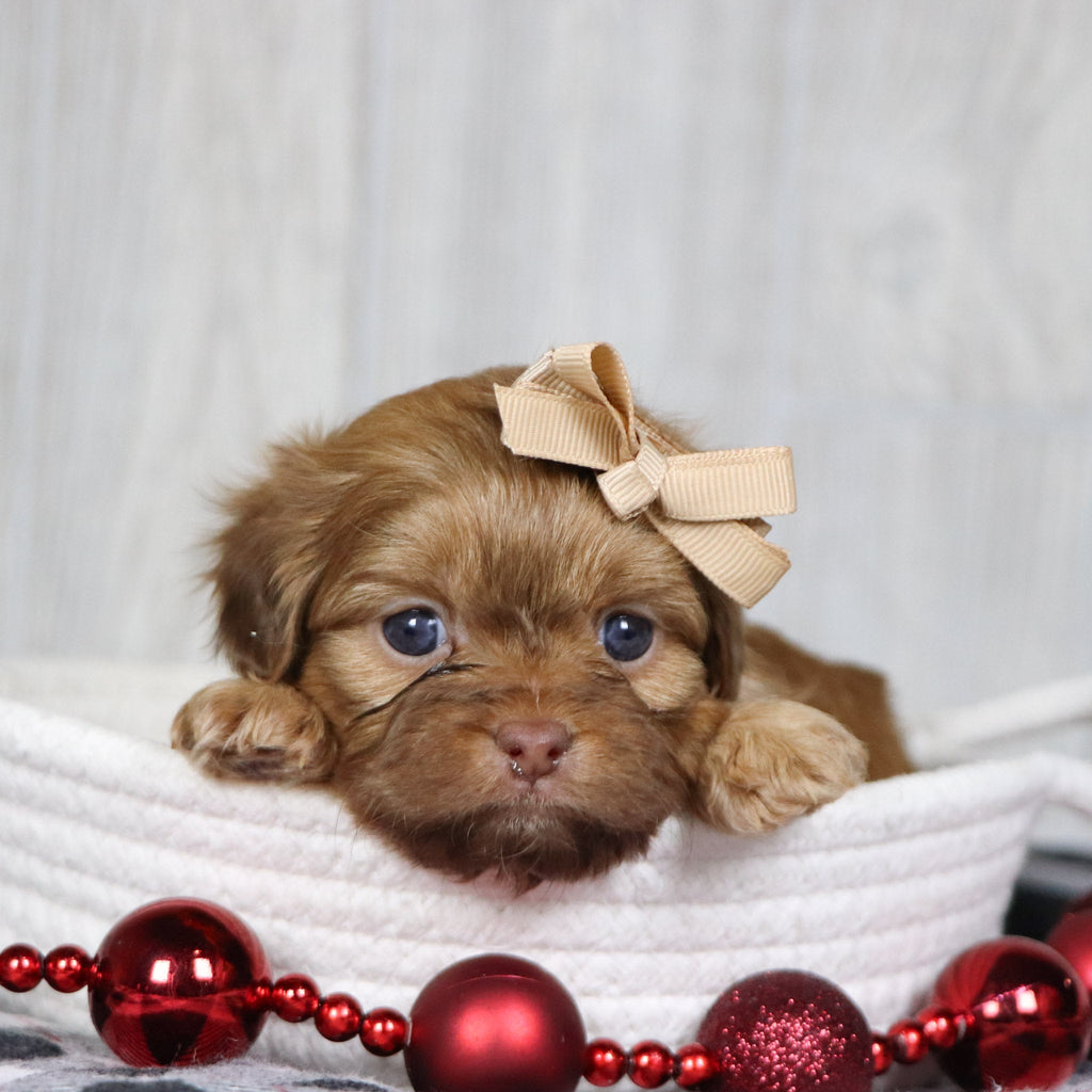 Sheba - Available 1/14