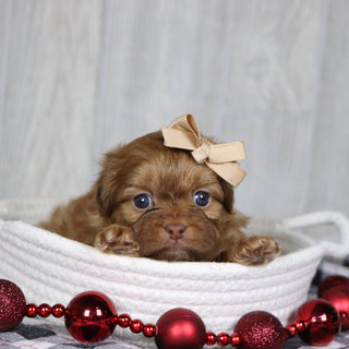 Sheba - Available 1/14