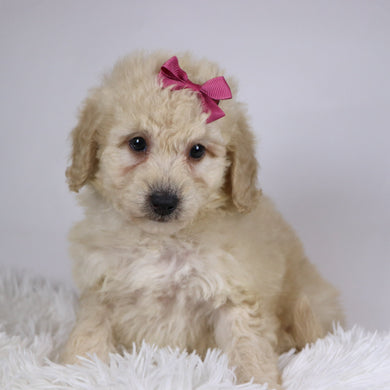 Sheila - Available 11/26