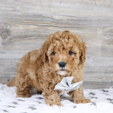 Sherrod - Available 12/31