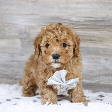 Sherrod - Available 12/31