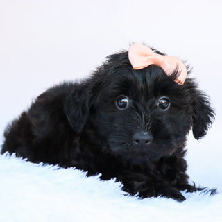 Sierra - Available Now