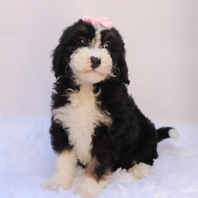 Sierra - Available 9/24