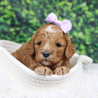 Simone - Available 12/31