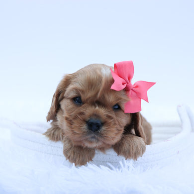 Simone - Available 7/16
