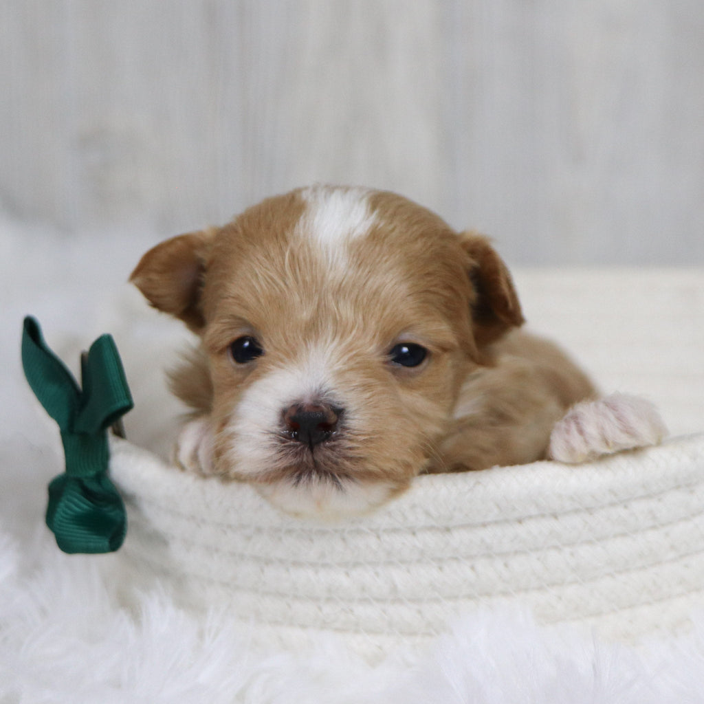 Smokey - Available 2/11