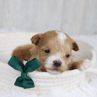 Smokey - Available 2/11