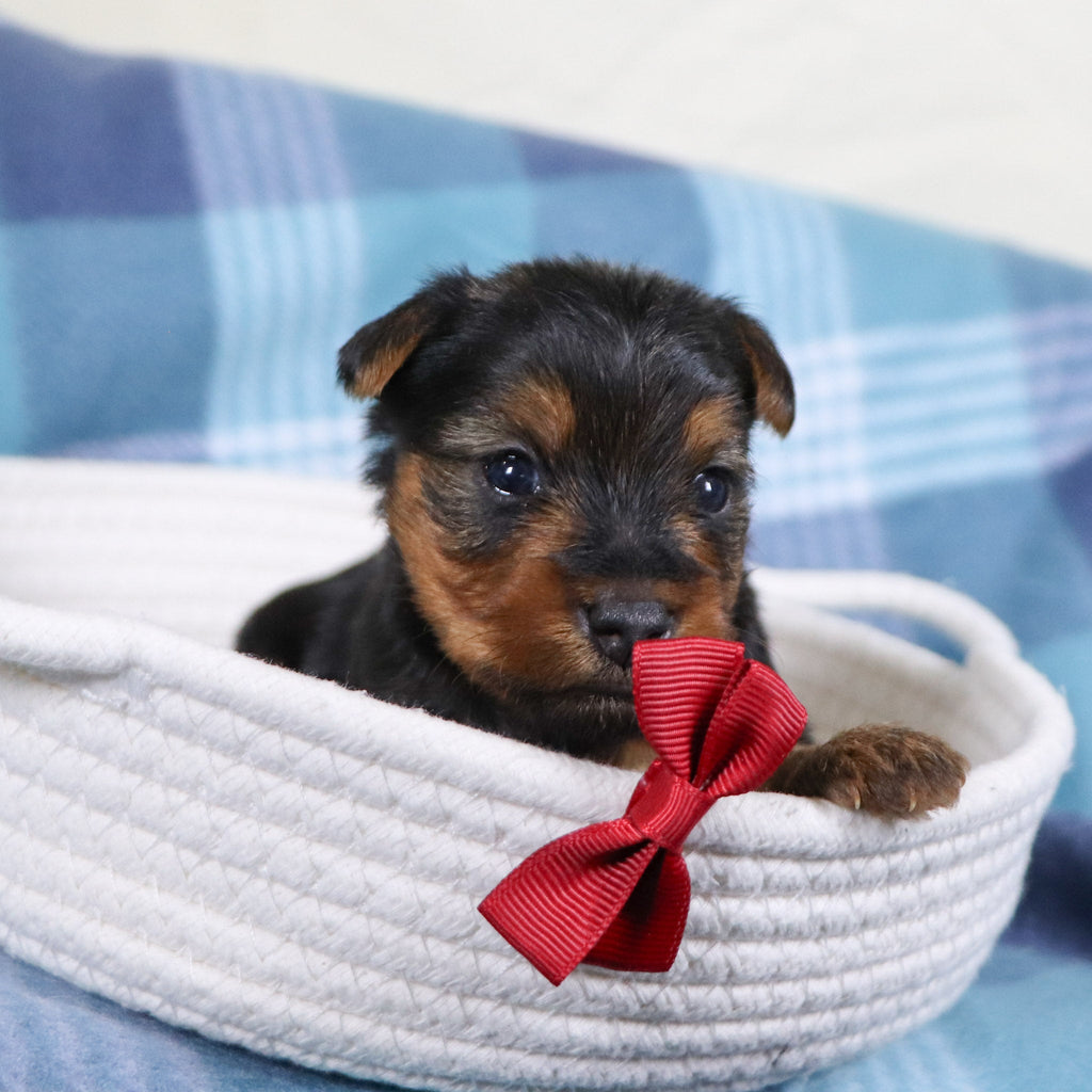 Snickers - Available 2/11