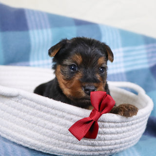 Snickers - Available 2/11