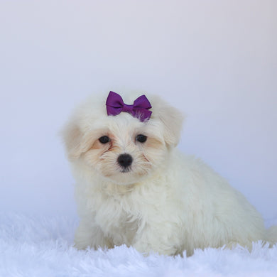 Sophie - Available Now