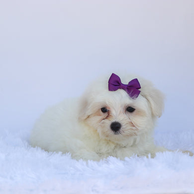 Sophie - Available Now