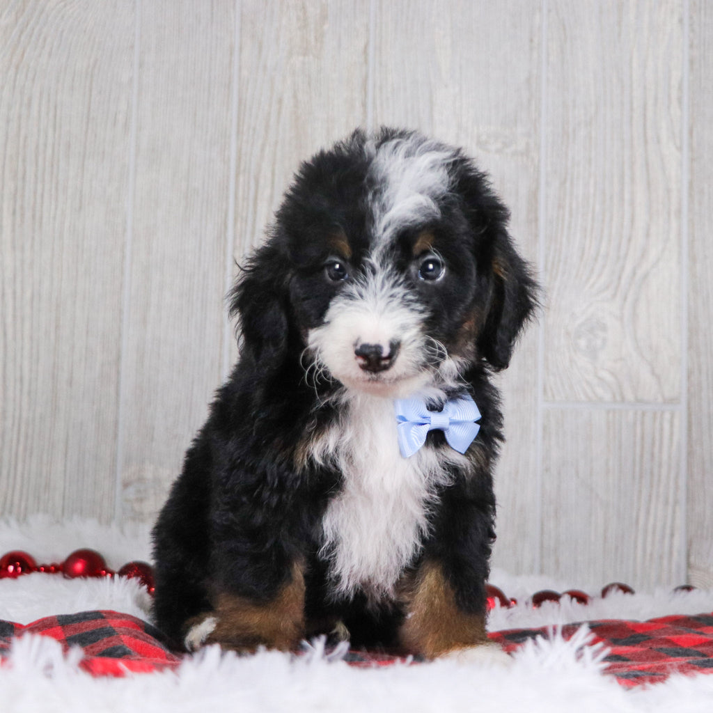 Spencer - Available 12/17