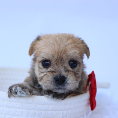 Sully - Available 9/4