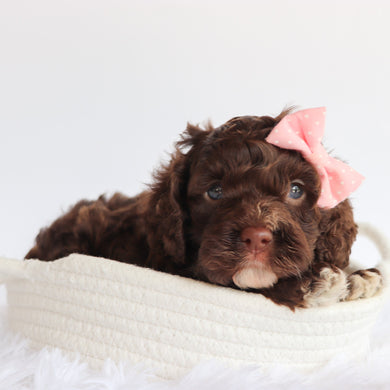 Sunny - Available 7/23
