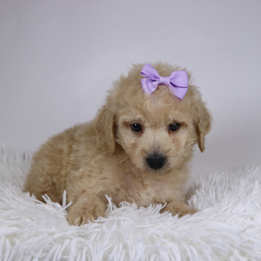 Sunshine - Available 11/26