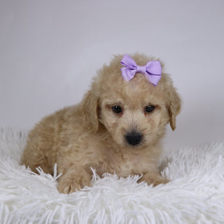 Sunshine - Available 11/26