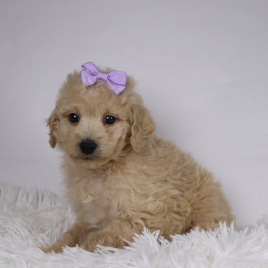 Sunshine - Available 11/26