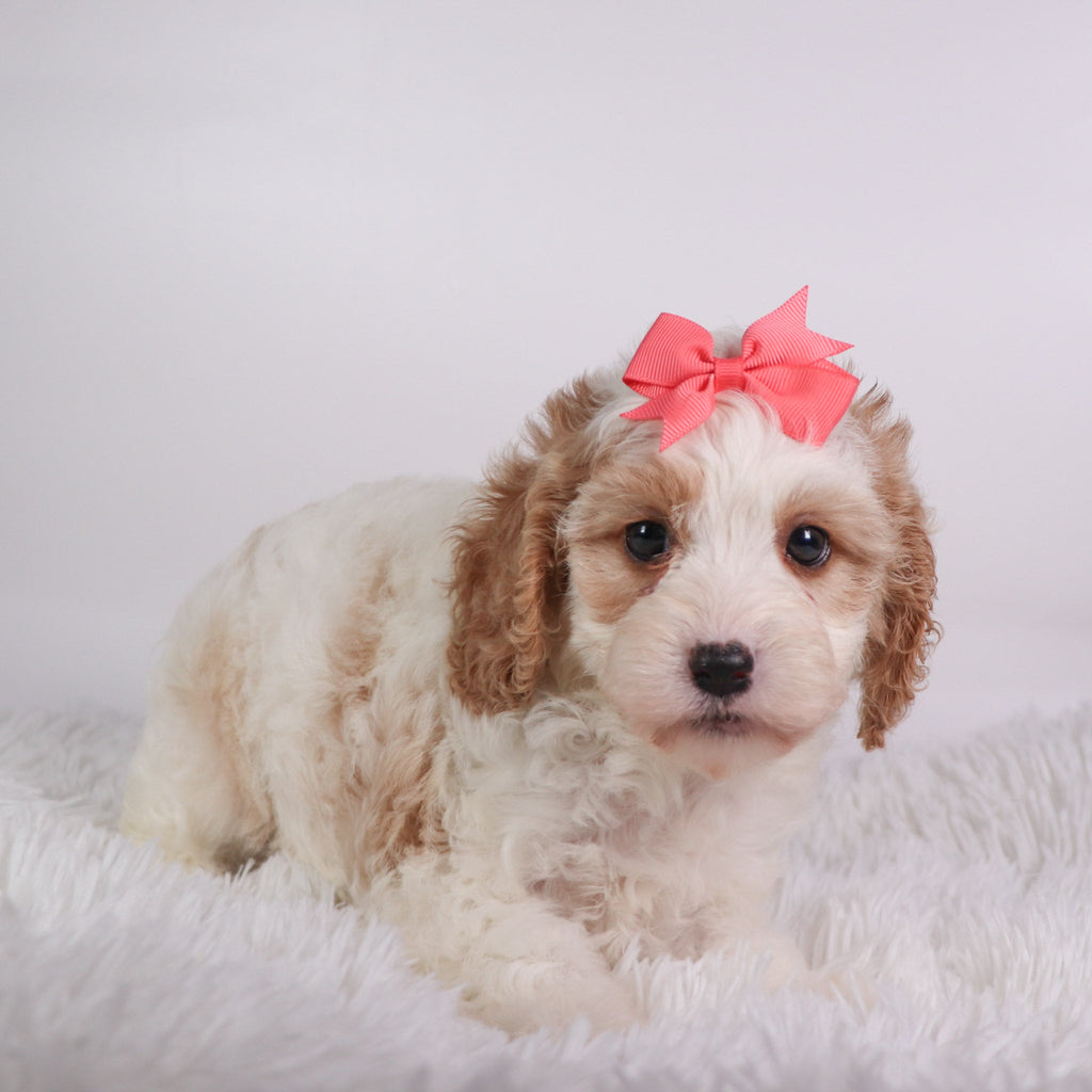 Susan - Available 10/9