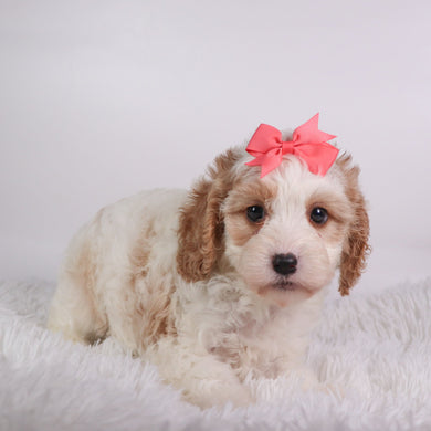 Susan - Available 10/9