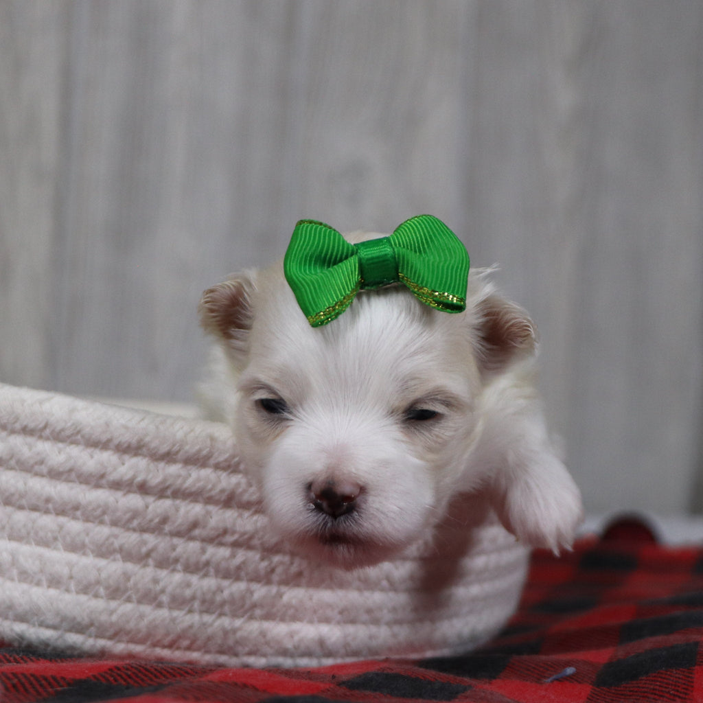 Susannah - Available 12/31