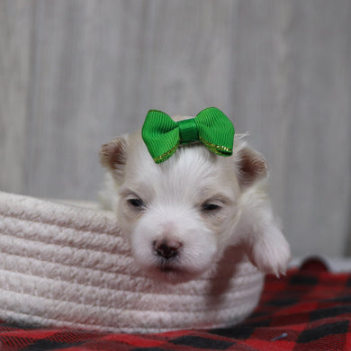 Susannah - Available 12/31