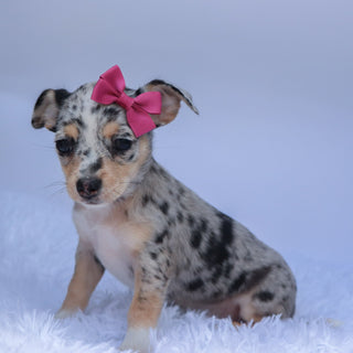 Talia - Available 9/10