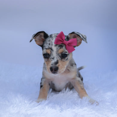 Talia - Available 9/10