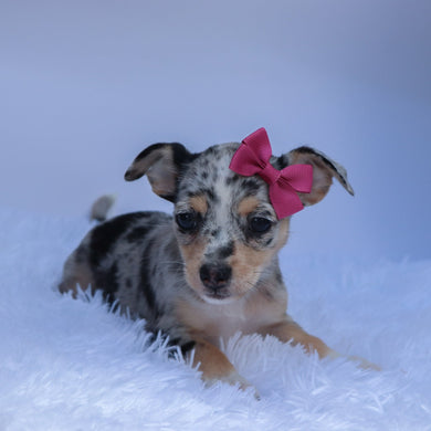 Talia - Available 9/10
