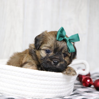 Tammy - Available 1/14