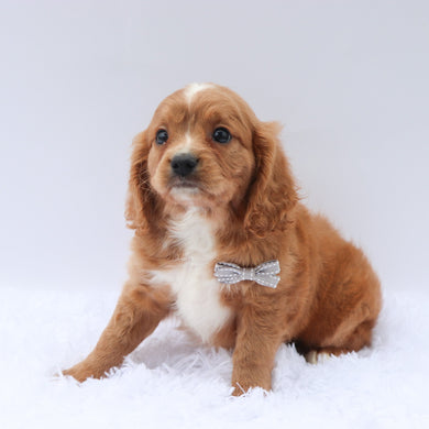 Tanner - Available 7/9