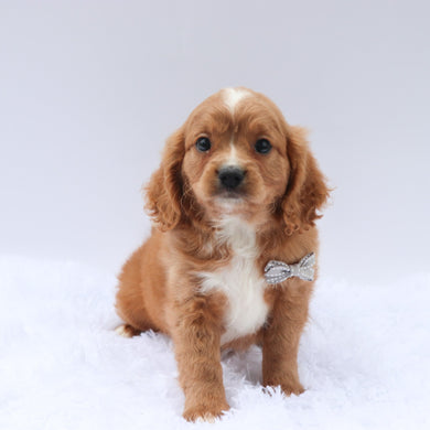 Tanner - Available 7/9