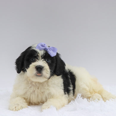 Tara - Available 7/2