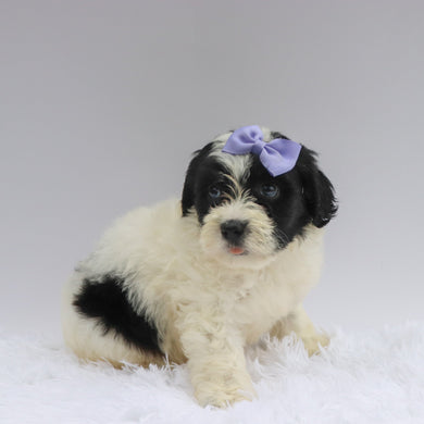 Tara - Available 7/2