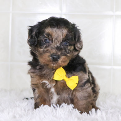 Tarzan - Available Now