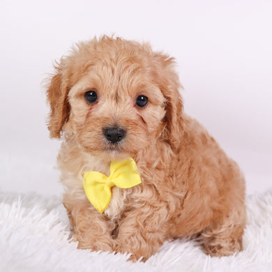 Tator - Available 10/9