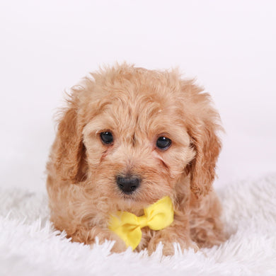 Tator - Available 10/9